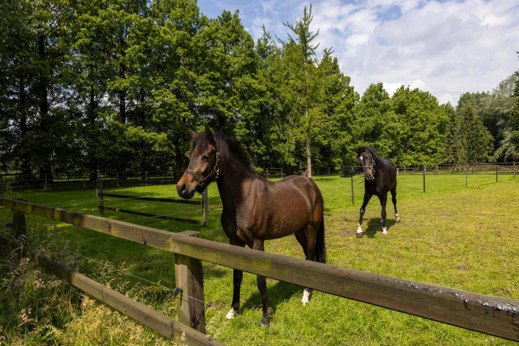 Luxe Hofstede Met Paardenstalling ルンテレン エクステリア 写真